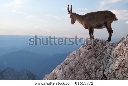 sunset with mountain goat - Alpine Ibex - in Julian Alps
