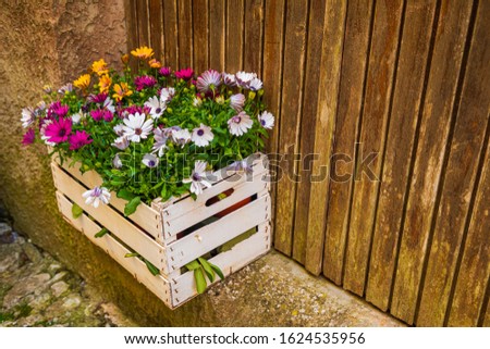 Similar – Image, Stock Photo Osteospermum from Sicily, which escaped cultivation