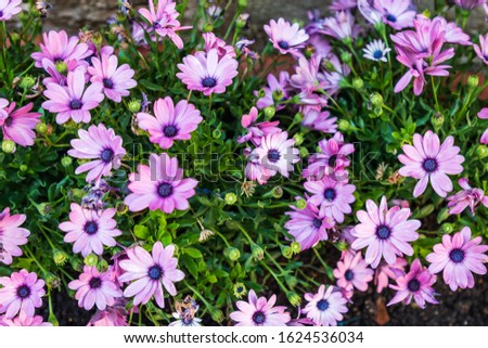 Similar – Image, Stock Photo Osteospermum from Sicily, which escaped cultivation