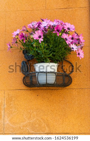 Similar – Image, Stock Photo Osteospermum from Sicily, which escaped cultivation