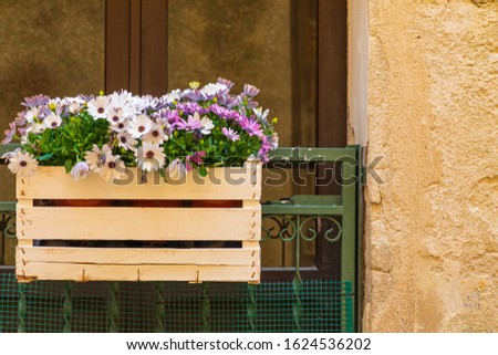 Similar – Image, Stock Photo Osteospermum from Sicily, which escaped cultivation