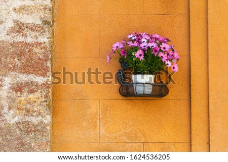 Similar – Image, Stock Photo Osteospermum from Sicily, which escaped cultivation