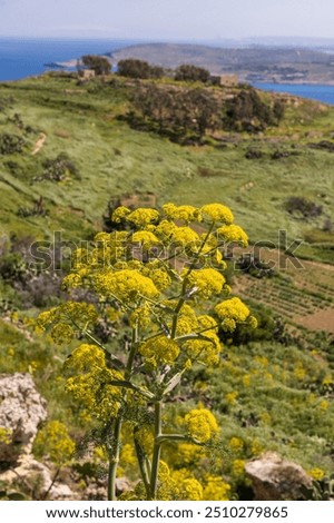 Similar – Image, Stock Photo blooming giant fennel in Sicily
