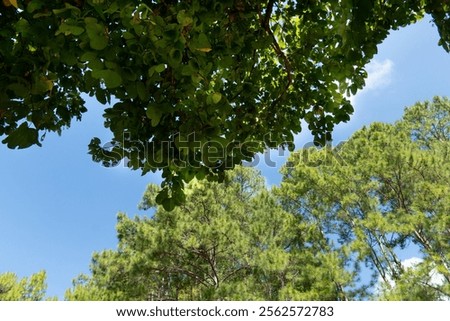 Similar – Image, Stock Photo Verdant trees growing under cloudless sky