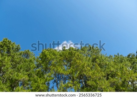 Similar – Image, Stock Photo Verdant trees growing under cloudless sky