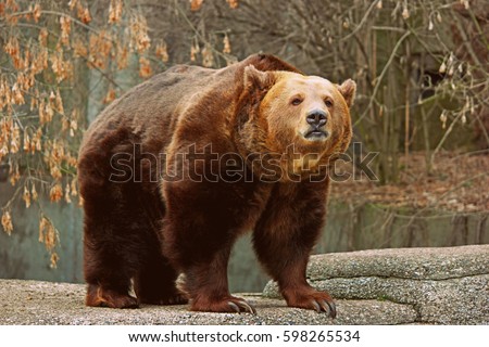 Brown bear
 Zdjęcia stock © 