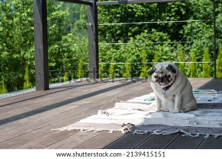 Sad tired dog pug sitting on a wooden terrace. Lazy fat pug doing exercises outdoors. A sad cute pug sits on a mat on a sunny summer day. Foto stock © 