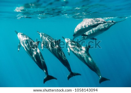 Image, Stock Photo Spinner dolphin in Hawaii jumps out of the sea