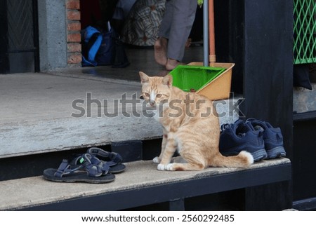 Similar – Foto Bild blau getigerte Katze umgeben von bunten Herbstblättern Porträt mit Kopie Raum