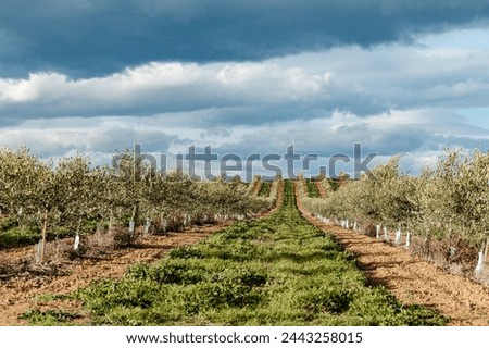 Similar – Image, Stock Photo Intensive olive plantation