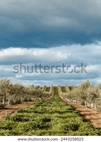 Similar – Image, Stock Photo Intensive olive plantation