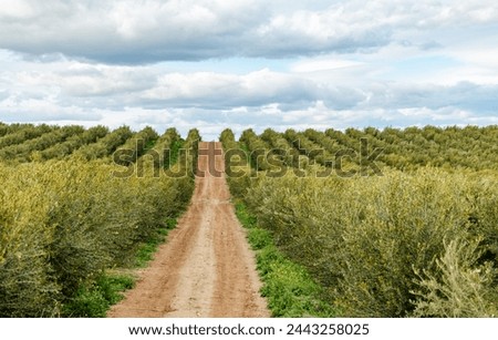 Similar – Image, Stock Photo Intensive olive plantation