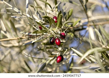 Similar – Image, Stock Photo Intensive olive plantation