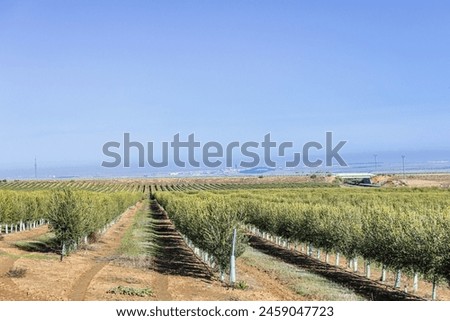 Image, Stock Photo Intensive olive plantation