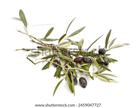 Similar – Image, Stock Photo Intensive olive plantation