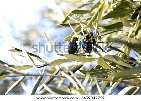 Similar – Image, Stock Photo Intensive olive plantation