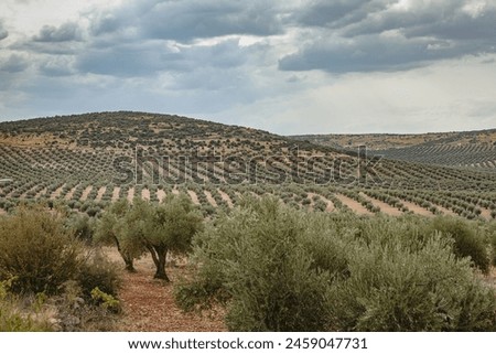 Similar – Image, Stock Photo Intensive olive plantation