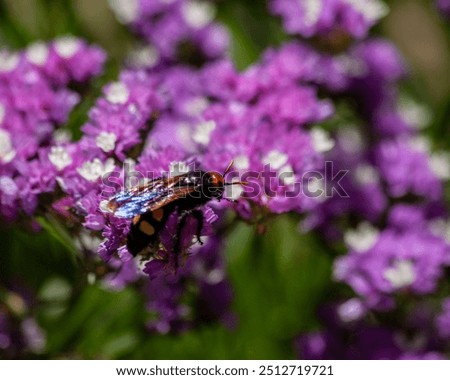 Similar – Foto Bild lila Blume mit fünf Blütenblättern auf dem Zweig. Einige unbekannte Blume im Wald in Lettland. grau unscharfen Hintergrund.