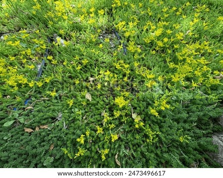 Similar – Image, Stock Photo Small star shaped water plants (water star) on still murky water reflecting trees