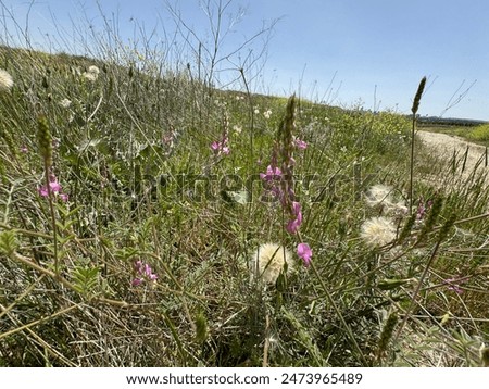 Similar – Image, Stock Photo Inflorescences of the common yarrow, Achillea millefolium with yellow ray florets