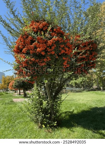 Image, Stock Photo Firethorn (Pyracantha coccinea)