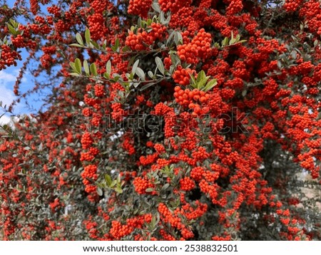 Similar – Image, Stock Photo Firethorn (Pyracantha coccinea)