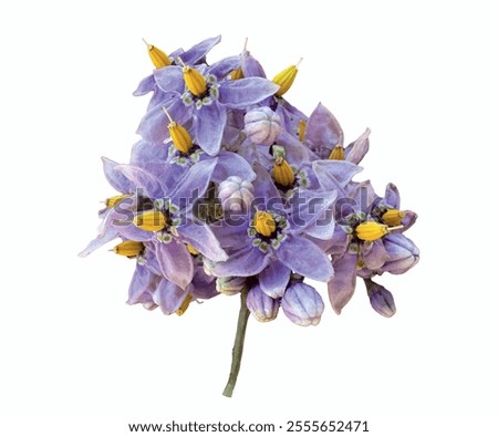 Solanum dulcamara purple flowers isolated. Climbing or bittersweet nightshade, blue bindweed, Amara Dulcis, felonwort, fellenwort, felonwood, poisonberry, scarlet berry, snakeberry, violet. 
