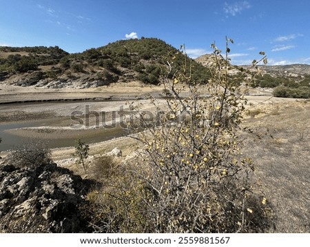 Similar – Image, Stock Photo Ripe yellow plums hanging from the tree.