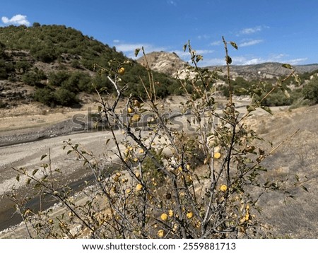 Similar – Image, Stock Photo Ripe yellow plums hanging from the tree.