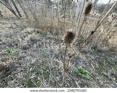 Similar – Image, Stock Photo dried up brown inflorescences with glittering snow hood and closed snow cover in the background