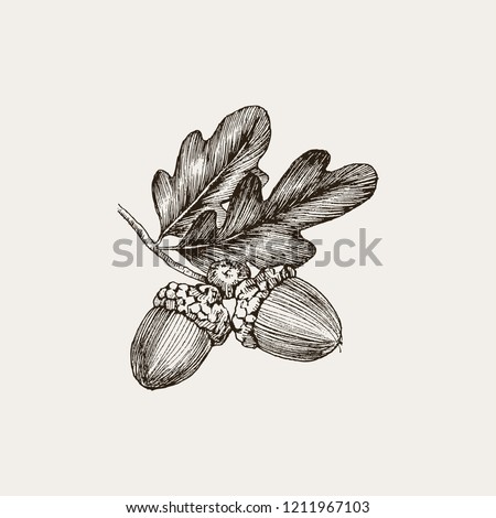 Engraving Oak Acorn isolated on white background. Detailed vector illustration of hand drawn autumn oak nut. Vintage retro fall seasonal decor. ストックフォト © 