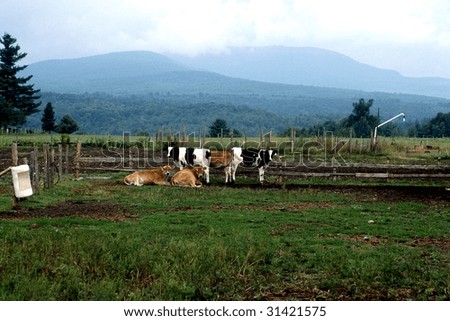 cow in farm