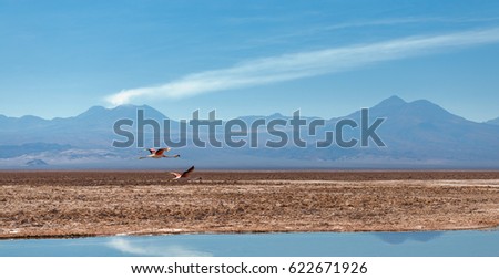 Similar – Foto Bild Flamingos überfliegen den Salar de Atacama