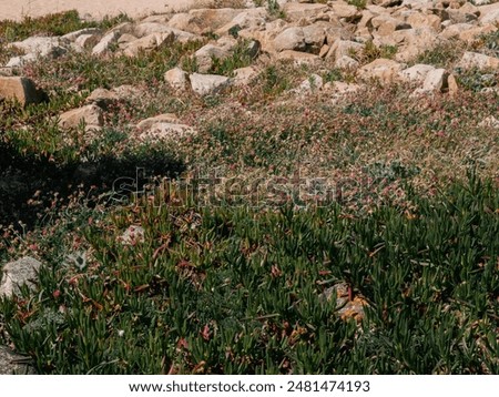 Similar – Image, Stock Photo Red flowers growing against a pale yellow wall