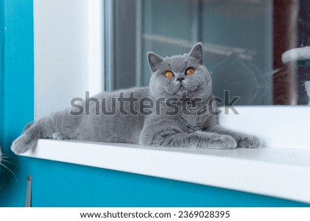 Similar – Image, Stock Photo British Blu, purebred cat