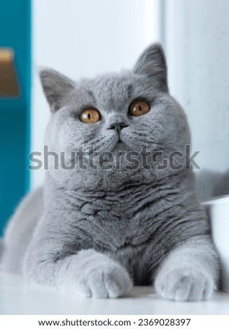 Similar – Image, Stock Photo British Blu, purebred cat