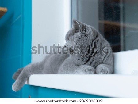 Similar – Image, Stock Photo British Blu, purebred cat