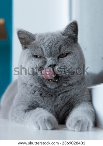 Similar – Image, Stock Photo British Blu, purebred cat