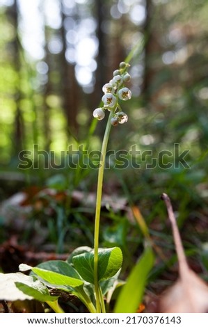 Similar – Foto Bild Pyrola minor, Kleines Wintergrün. Eine Blume mit runden weißen Blütenständen am Stängel. Weiße Blüte in Nahaufnahme im schattigen Wald an einem Sommertag.