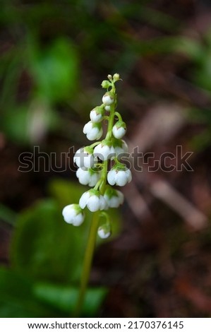 Similar – Foto Bild Pyrola minor, Kleines Wintergrün. Eine Blume mit runden weißen Blütenständen am Stängel. Weiße Blüte in Nahaufnahme im schattigen Wald an einem Sommertag.