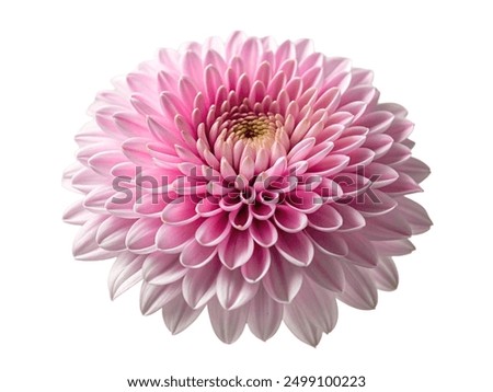 Similar – Foto Bild Violette Chrysantheme und Blütenblätter