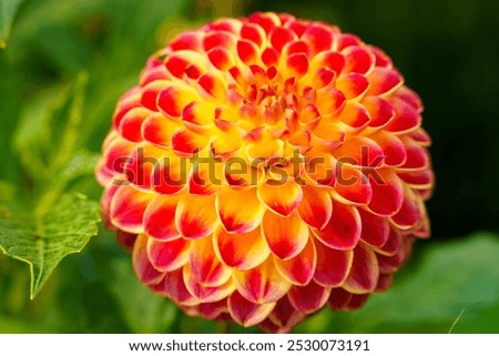 Image, Stock Photo Macro shot: Filled dahlia in white and pink with yellow centre