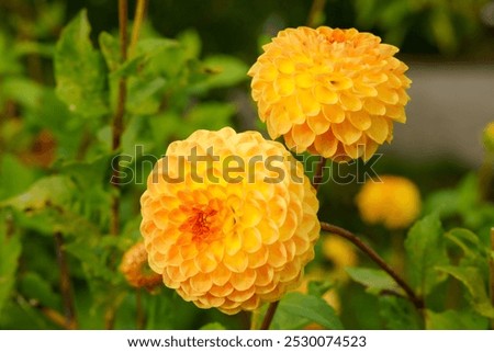 Similar – Image, Stock Photo Macro shot: Filled dahlia in white and pink with yellow centre