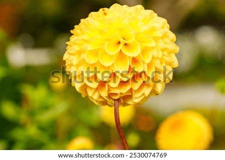 Similar – Image, Stock Photo Macro shot: Filled dahlia in white and pink with yellow centre