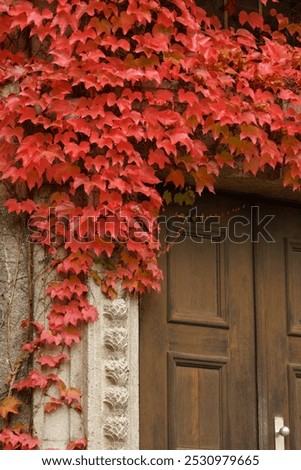 Similar – Image, Stock Photo Green door entwined with ivy