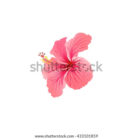 Hibiscus Flowers Vector Art Free | 123Freevectors