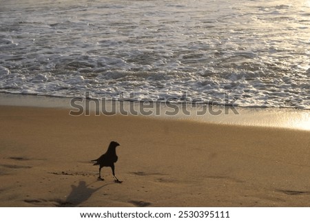 Similar – Image, Stock Photo Sea snail against black background