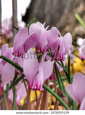 Similar – Image, Stock Photo Amazing cyclamen in bloom in winter