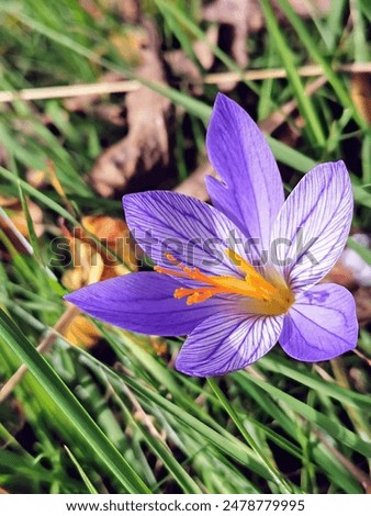 Image, Stock Photo Crocus anthesis bloom