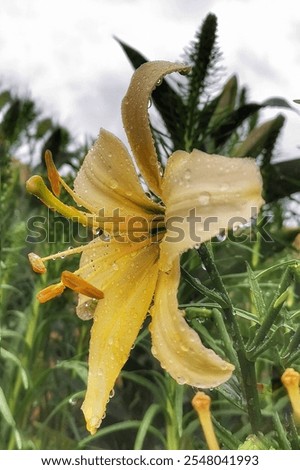 Image, Stock Photo Lilly portrait Profile